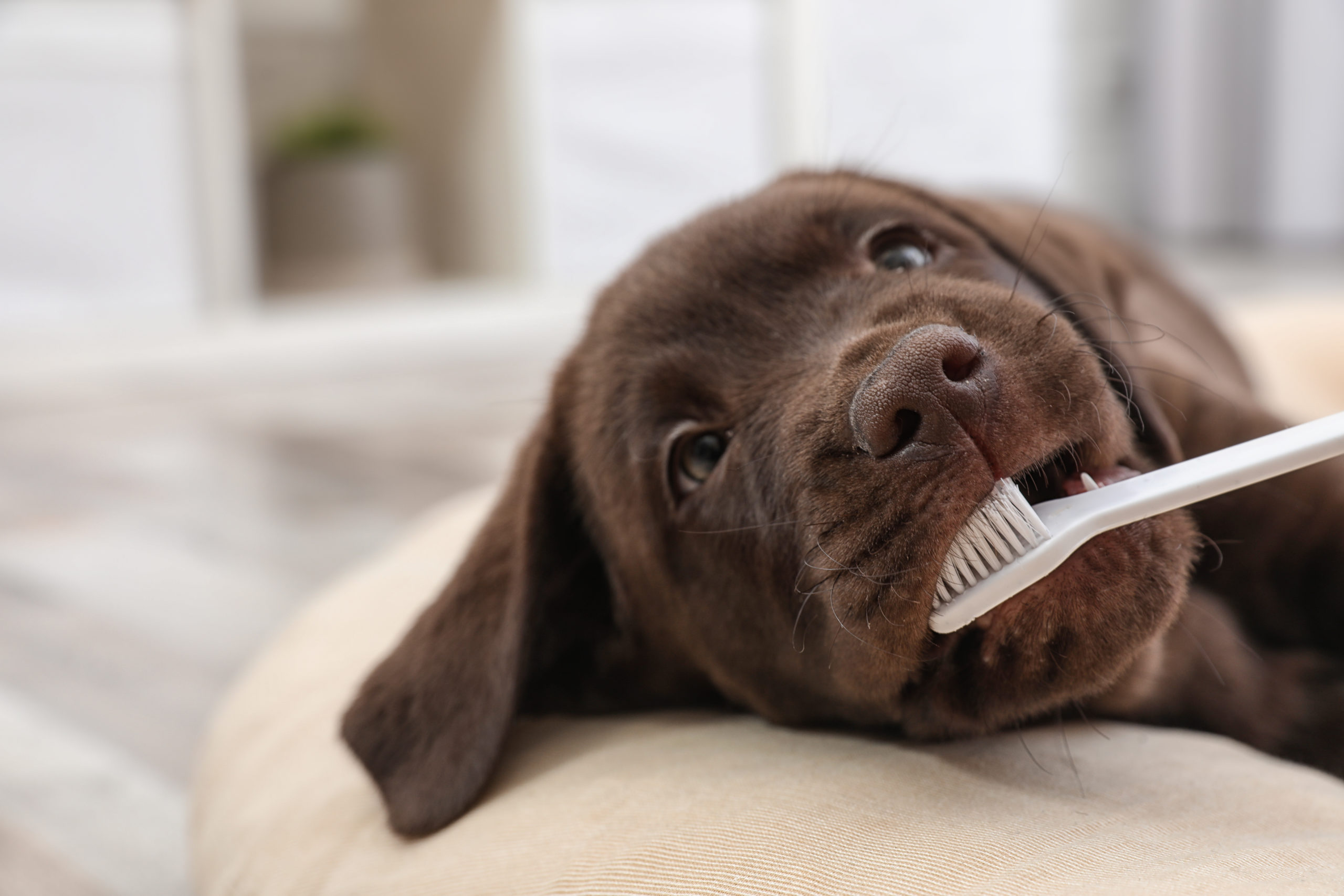 brown lab puppy with toothbrush in mouth