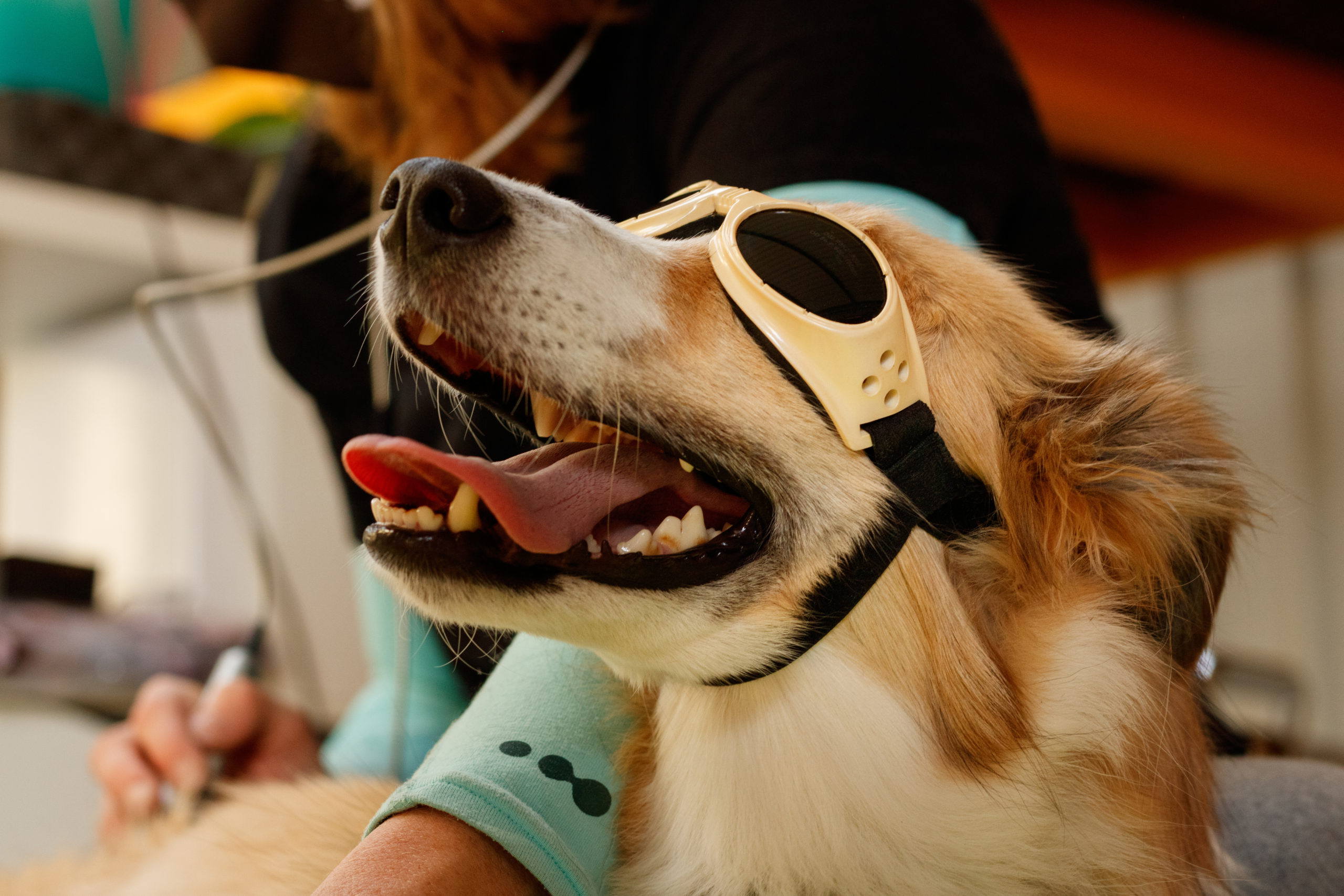 yellow lab dog wearing goggles for laser treatment