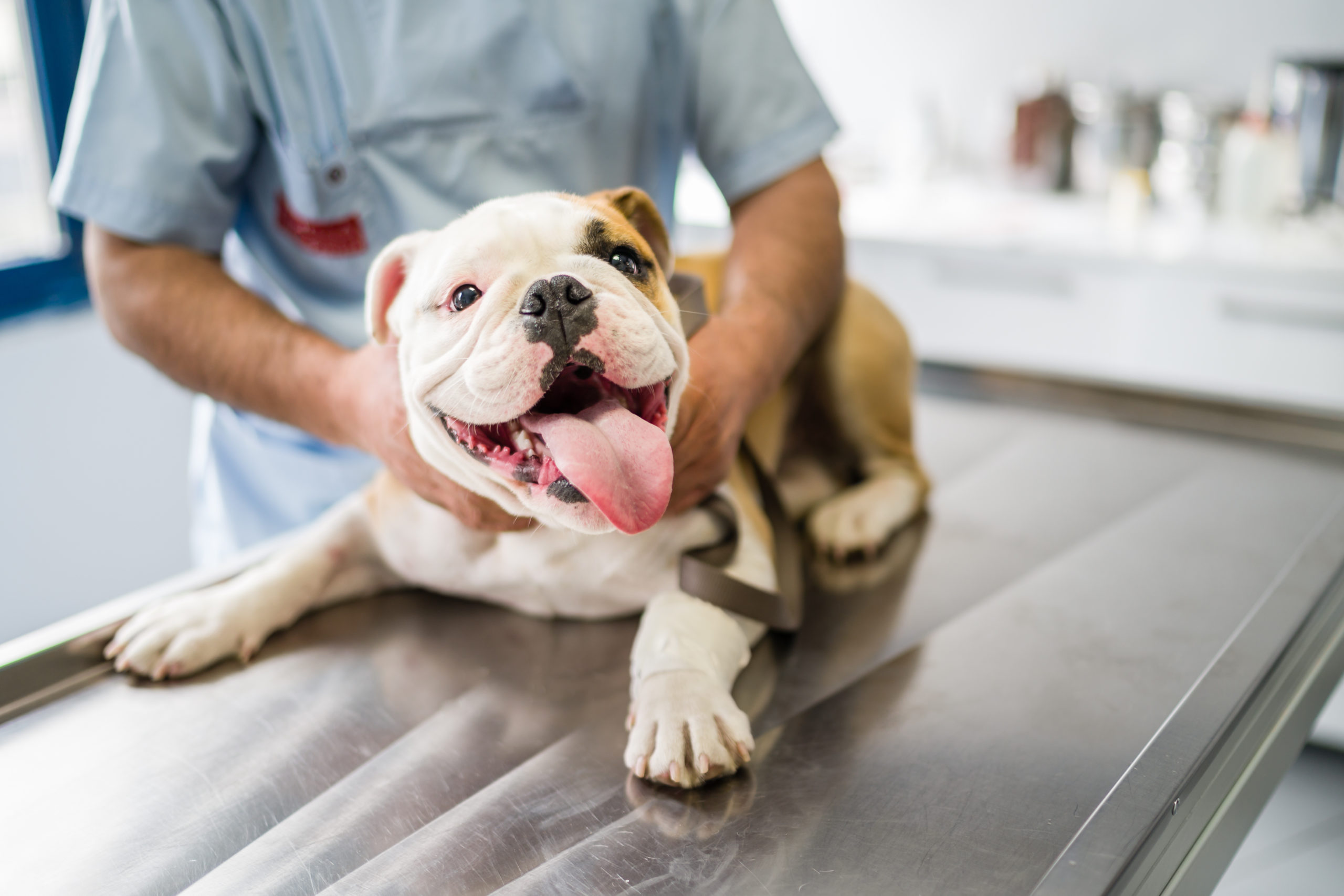 Cute dog on operating table in hands of vet